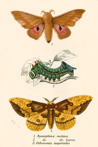 Mariposas de English School