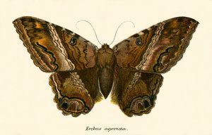 Mariposas de English School