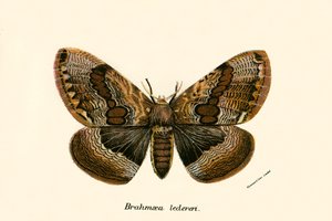 Mariposas de English School