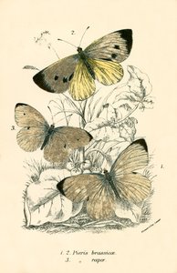 Mariposas de English School