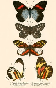 Mariposas de English School