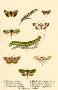Mariposas de English School