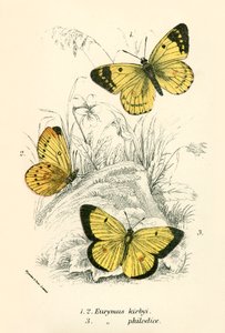 Mariposas