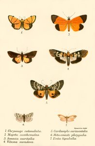 Mariposas de English School