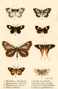 Mariposas de English School