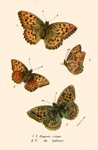 Mariposas de English School