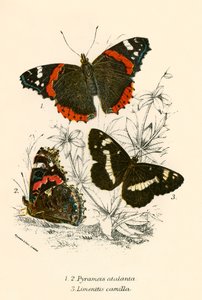 Mariposas de English School
