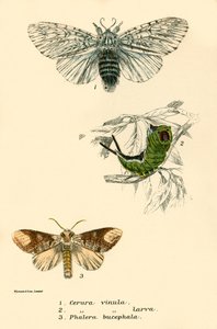 Mariposas de English School
