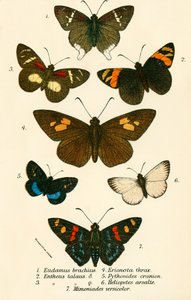 Mariposas de English School