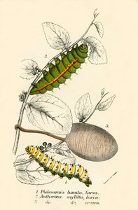 Mariposas de English School
