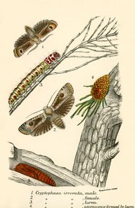 Mariposas de English School