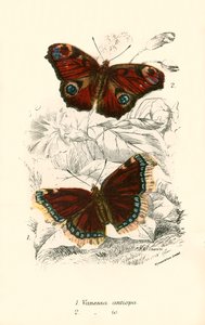 Mariposas de English School