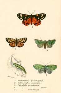 Mariposas de English School