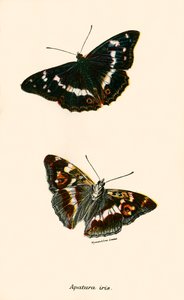 Mariposas de English School