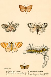 Mariposas de English School
