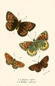 Mariposas de English School
