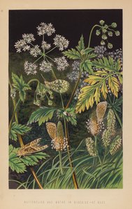 Mariposas y polillas disfrazadas, en reposo (litografía) de English School