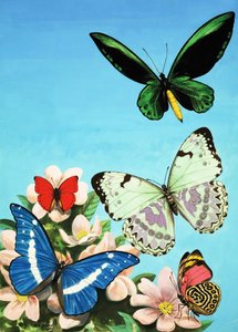 Montaje de mariposas