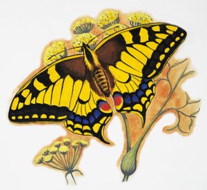 Mariposa de English School