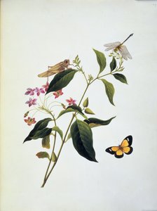 Mariposa, saltamontes y libélula en una planta de English School