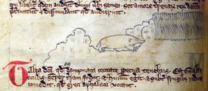 Topo, del Bestiario