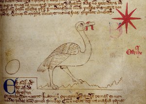 CCA-LitMs/D/10 fol. 16r Avestruz, del Bestiario de English School