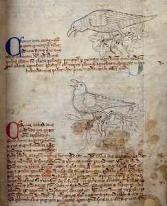 Cuervo y Corneja, del Bestiario