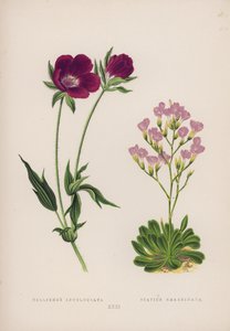 Callirhoe Involucrata; Statice Emarginata