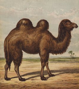 Camello