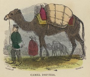 Conductores de camellos