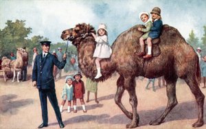 Camello llevando niños, Zoológico de Londres de English School
