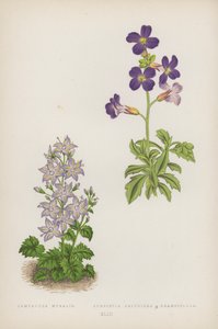 Campanula Muralis; Aubrietia Deltoidea B Grandiflora (litografía en color)