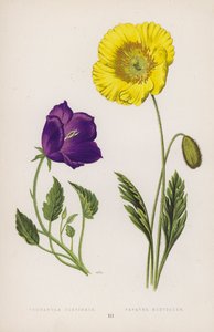 Campanula Turbinata; Papaver Nudicaule (litografía a color)