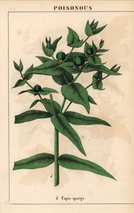 Caper expurgo con semillas verdes, Euphorbia lathyris   , de "The Instructive Picturebook, or Lessons from the Vegetable World", [Charlotte Mary Yonge], Edimburgo de English School