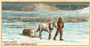 El Capitán Oates Ejercitando un Pony Siberiano