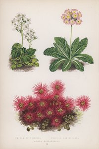 Cardamine Trifolia; Primula Denticulata; Acaena Microphylla (litografía en color)
