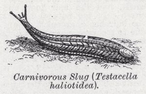 Babosa carnívora, Testacella haliotidea de English School