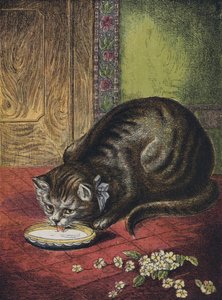 Gato bebiendo leche
