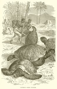 Capturando tortugas verdes
