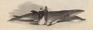 Cazando una ballena en el muelle de Deptford: la ballena