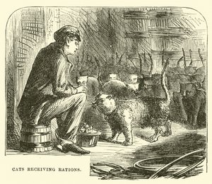 Gatos recibiendo raciones de English School
