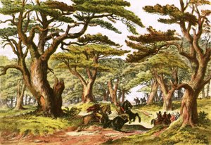 Cedros del Líbano