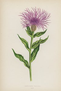 Centaurea Phrygia (litografía en color) de English School