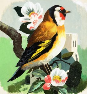Pinzón (gouache sobre papel)