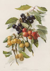 Cerezas de English School
