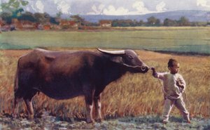 Niños de China: Niño guiando búfalo (litografía en color)