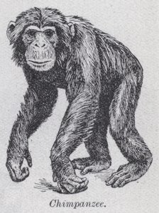 Chimpancé de English School