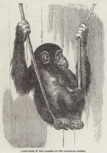 Chimpancé, en los Jardines de la Sociedad Zoológica de English School