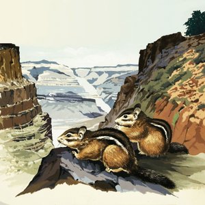 Ardillas en el Parque Nacional del Gran Cañón de English School