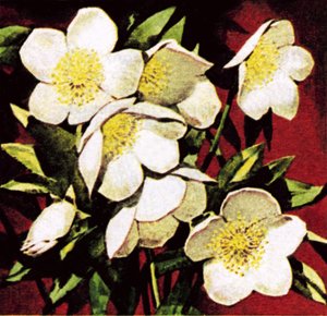 Rosas de Navidad